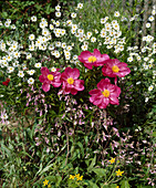 Early summer border: peony 'Schwindt', Dalmatian insect flower and bearded thread