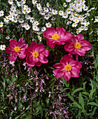 Paeonia lactiflora 'Schwindt' - Helianthus decapetalus