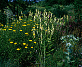 Buphthalmum Salicifoliu (Ochsenauge)