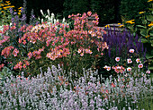 Alstroemeria, Salvia Nemorosa, Lavandula