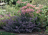 Nepeta (Catmint)