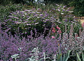 Nepeta (Catmint)