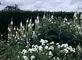 Epilobium angustifolium, Weidenröschen