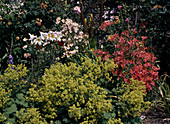 Lilium regale, Alchemilla (Frauenmantel)