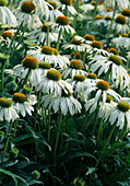 Echinacea Purpurea 'White Swan'