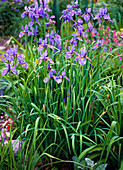 Iris Sibirica