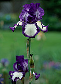 Iris Barbata-Elatior-Hybr. 'Stepping Out'