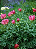 Paeonia hybr. 'Lovely Rose'