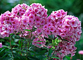 Phlox paniculata 'Country Wedding'