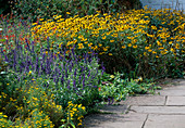 Salvia farinacea 'Victoria Blue' (flour sage), Salvia microphylla