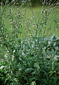 Verbena officinalis (true vervain)