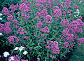 Centranthus ruber (spur flower)