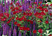 Dianthus 'Ideal Series Red' (carnations), Salvia nemorosa (ornamental sage)