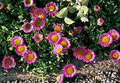 Erigeron glaucus (fine ray aster)