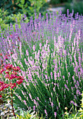 Lavandula (Lavender)