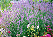 Lavandula (lavender)