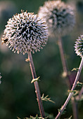 Echinops sphaerocephalus (globe thistle)