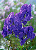 Aconitum x arendsii (Iron Hat)