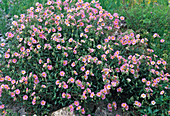 Helianthemum 'Lawrensons Pink' (Sonnenröschen)