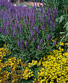 Salvia nemorosa (sage), Sedum