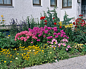 Staudenbeet mit Phlox paniculata