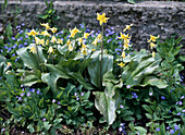 Erythronium 'Pagoda', Omphalodes verna