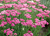 Achillea