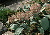 Allium karataviense