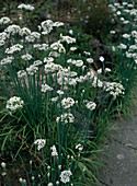 Allium tuberosum