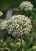 Allium multibulbosum