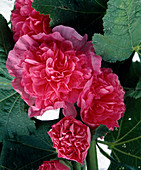 Rosa Alcea rosea 'Pleniflora' (hollyhock)