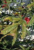 Malva rust, diseased leaf