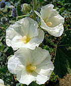 Alcea rosea white