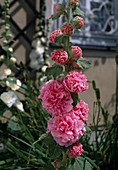 Althaea ficifolia