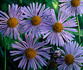 Aster tongolensis