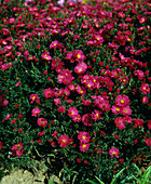 Aster Novi-belgii