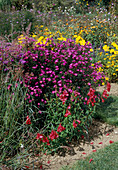 Aster novi-belgii 'Ruby Dome'