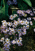 Aster pyrenaicus 'Lutetia'