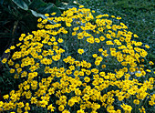 Anthemis tinctoria