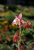 Aquilegia pink, white