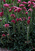 Antennaria dioica