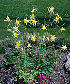Aquilegia chrysantha, gelb
