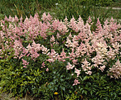 Astilbe japonica 'Europa'