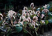 Bergenia Hybride 'Schneekönigin'