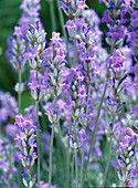 Lavandula 'Cedar Blue'