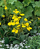 Calceolaria 'Biflora'