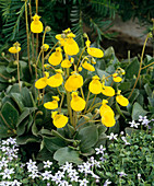 Calceolaria biflora