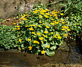 Caltha palustris