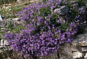 Campanula portenschlagiana