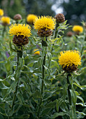 Centaurea macrocephala